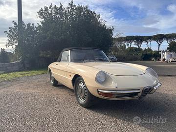Alfa spider osso di seppia 1600