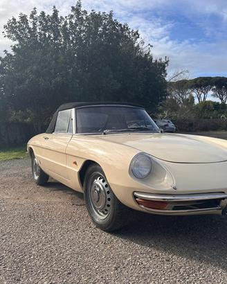 Alfa spider osso di seppia 1600