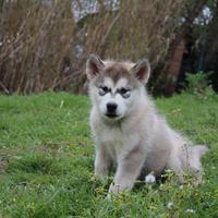 Cuccioli Alaskan Malamute - Linee USA/Russia