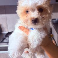 Biewer Yorkshire terrier