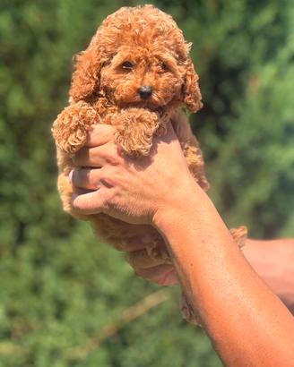 stupendi cuccioli di barboncino toy red