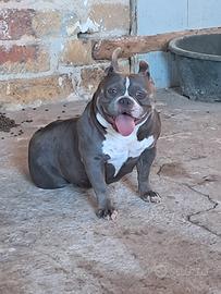 American bully