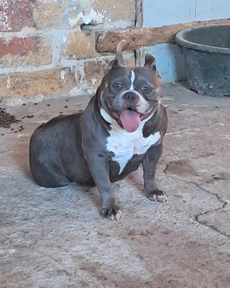 American bully