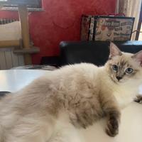 Scilla: cucciola ragdoll con pedigree