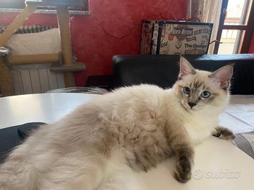 Scilla: cucciola ragdoll con pedigree