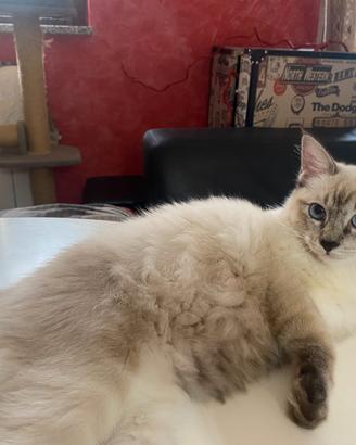 Scilla: cucciola ragdoll con pedigree