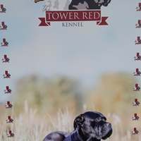 Cane corso