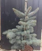 Picea punges kosteriana