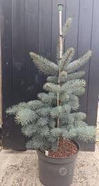 Picea punges kosteriana