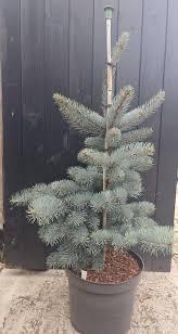 Picea punges kosteriana