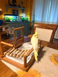 Calopsite adulti e giovani