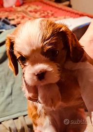 Cuccioli di cavalier king