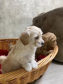 Cuccioli Maltipoo