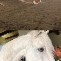 Vendita cavalli e pony