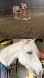 Vendita cavalli e pony