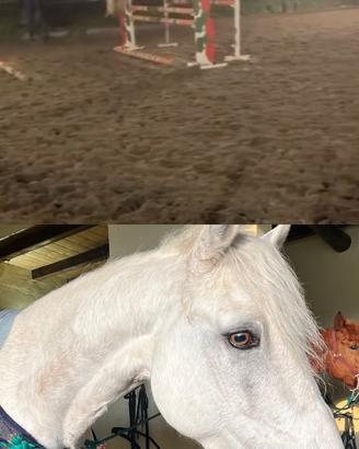 Vendita cavalli e pony