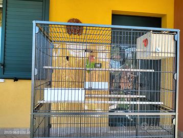 Pappagalli inseparabili Reseicollis