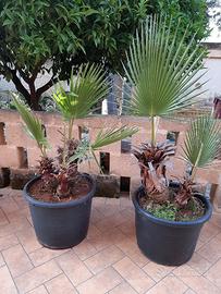 PALME WASHINGTONIA IN VASO