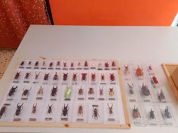 insetti da collezione 