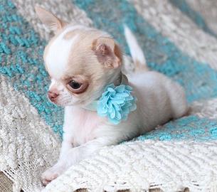 CHIHUAHUA TOY CUCCIOLI DISPONIBILI - tuo a rate