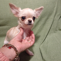 Chihuahua con pedigree