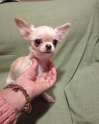 Chihuahua con pedigree
