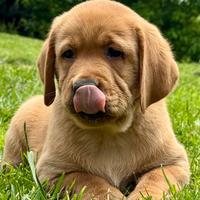 Cuccioli di Labrador Fox Red