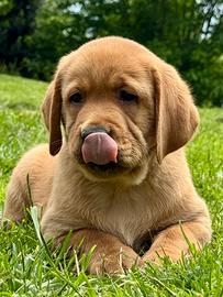 Cuccioli di Labrador Fox Red