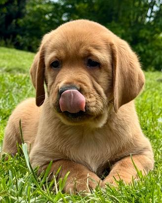 Cuccioli di Labrador Fox Red