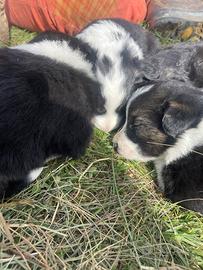 Cuccioli incrocio