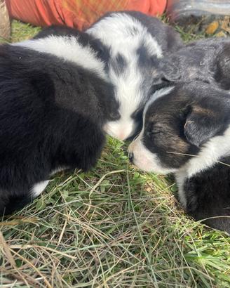 Cuccioli incrocio