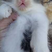 Gattini siberiani 2 mesi Nati in casa