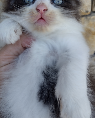 Gattini siberiani 2 mesi Nati in casa