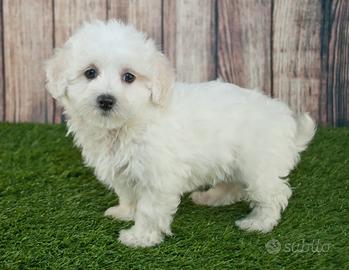 maltese cuccioli