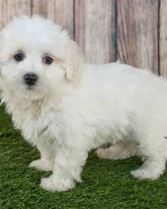 maltese cuccioli