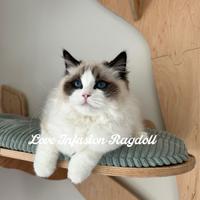 Cuccioli ragdoll seal bicolor con Pedigree