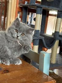 British Blue femmina