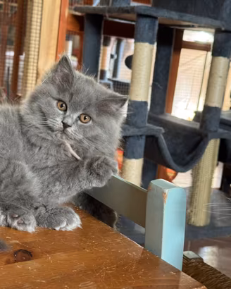 British Blue femmina