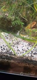 Caridina Multidentata 
