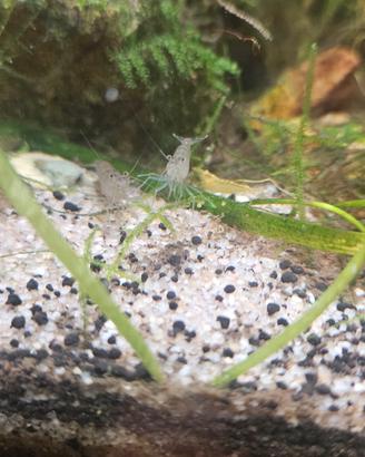 Caridina Multidentata 