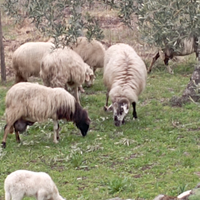 Montone muscato