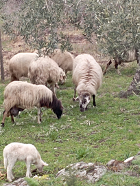 Montone muscato