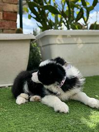 Border collie