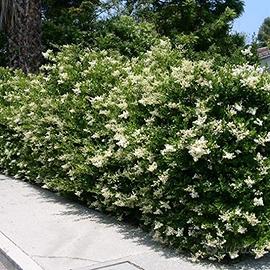 Ligustrum japonicum