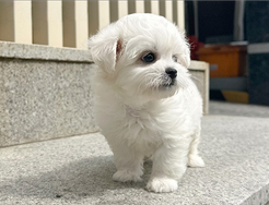 Cucciolo di Maltese