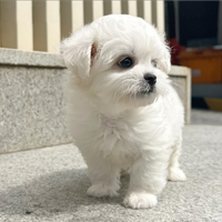 Cucciolo di Maltese