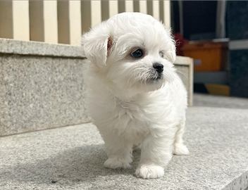 Cucciolo di Maltese