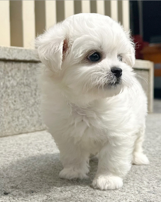 Cucciolo di Maltese