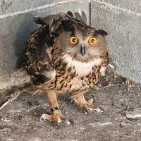 Gufo Reale (Bubo Bubo)
