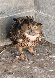 Gufo Reale (Bubo Bubo)